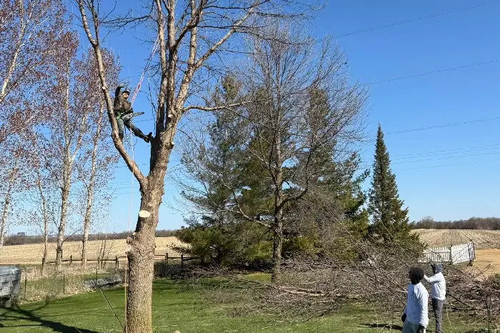 Affordable Tree Service