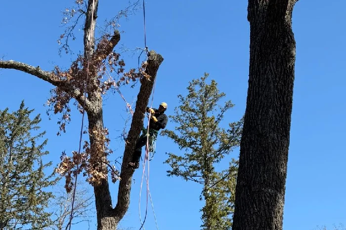 Chacon Tree Service LLC's Other Services