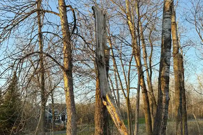Dead Wood Cleanup