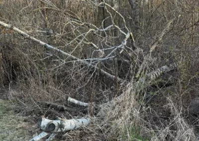 Dependable Dead Wood Cleanup
