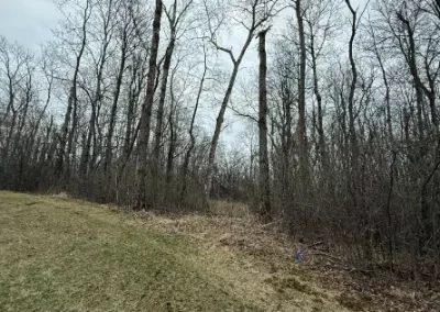 Excellent Dead Wood Cleanup