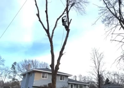 Professional Tree Trimming Services