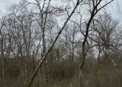Proficient Tree Removal Services