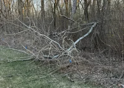 Quality Dead Wood Cleanup