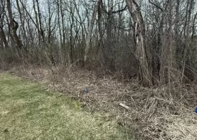 Reliable Dead Wood Cleanup
