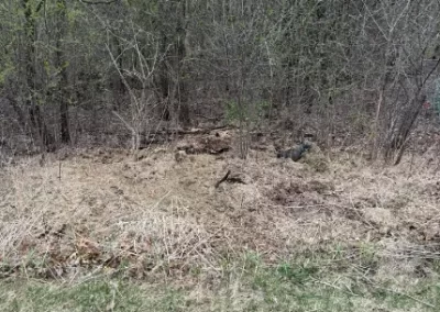 Top-notch Dead Wood Cleanup