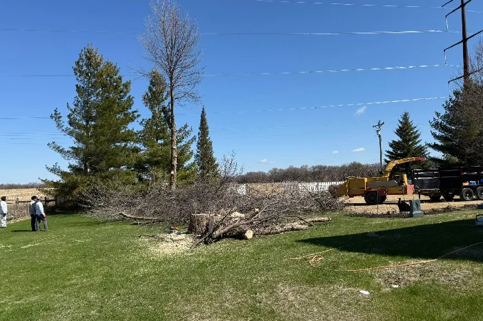 Tree Cutting