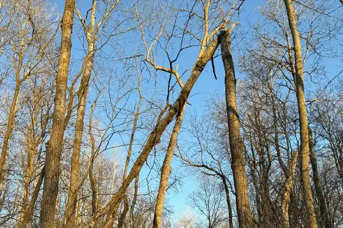 Tree Removal Services