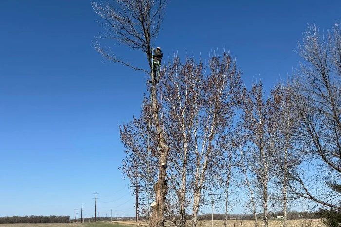 Tree Specialist