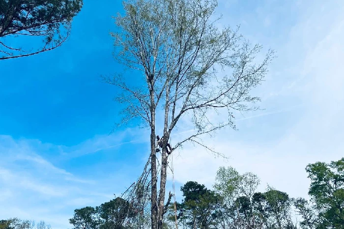 Tree Trimming Services