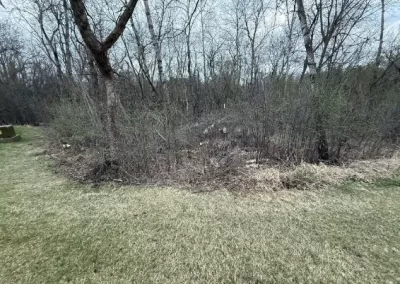 Trusted Dead Wood Cleanup