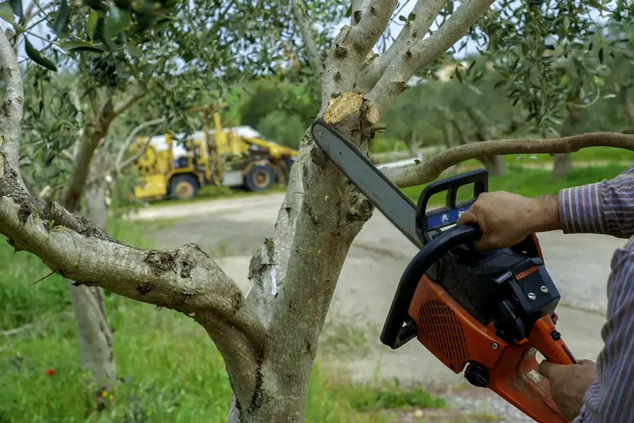 Benefits Of Tree Trimming For Storm Damage Prevention St Paul, MN