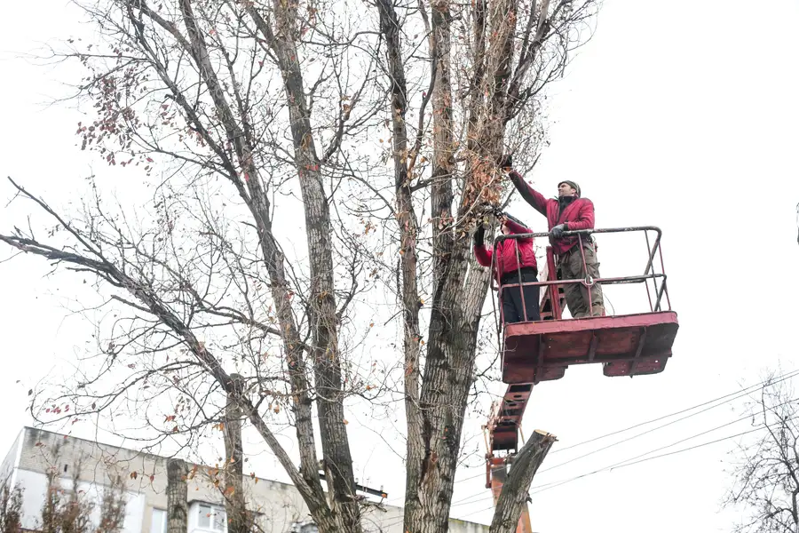 Benefits Of Tree Trimming For Storm Damage Prevention in St Paul, MN