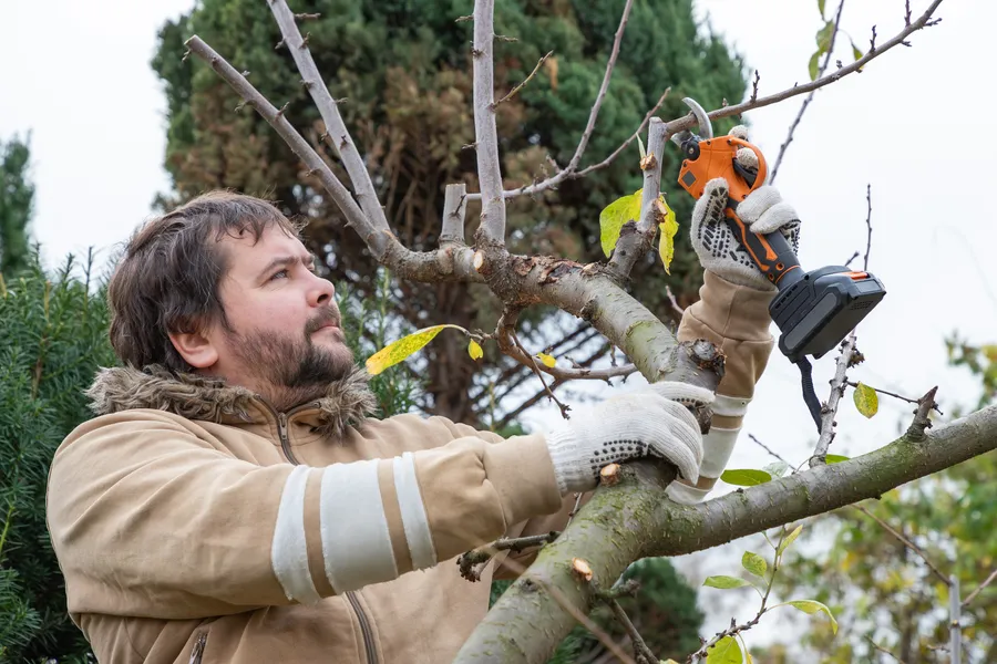 Excellent Tree Pruning St Paul, MN