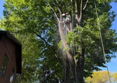 Exceptional Tree Service
