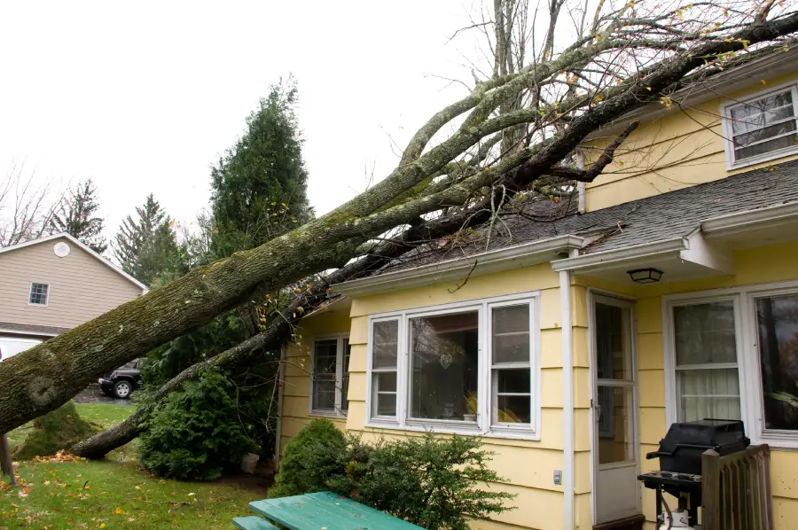 Experienced Emergency Tree Service St Paul, MN Experienced Emergency Tree Service St Paul, MN
