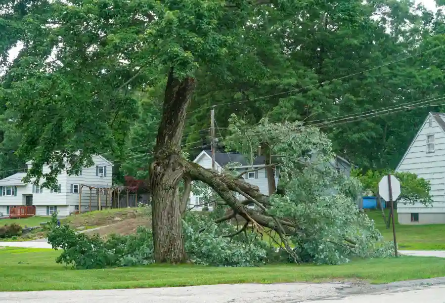 How Emergency Tree Removal Keeps Families Safe St Paul, MN