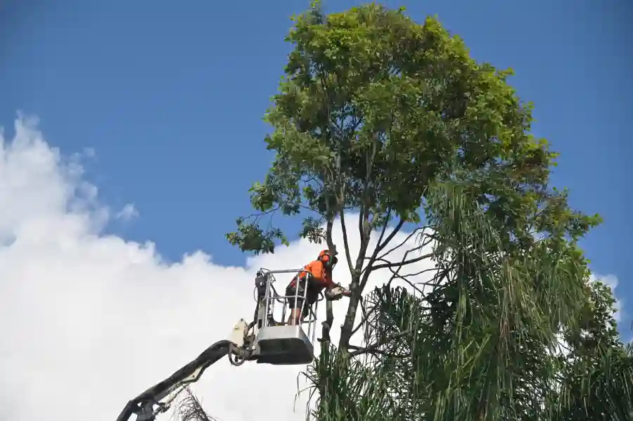 How Emergency Tree Removal Keeps Families Safe in St Paul, MN