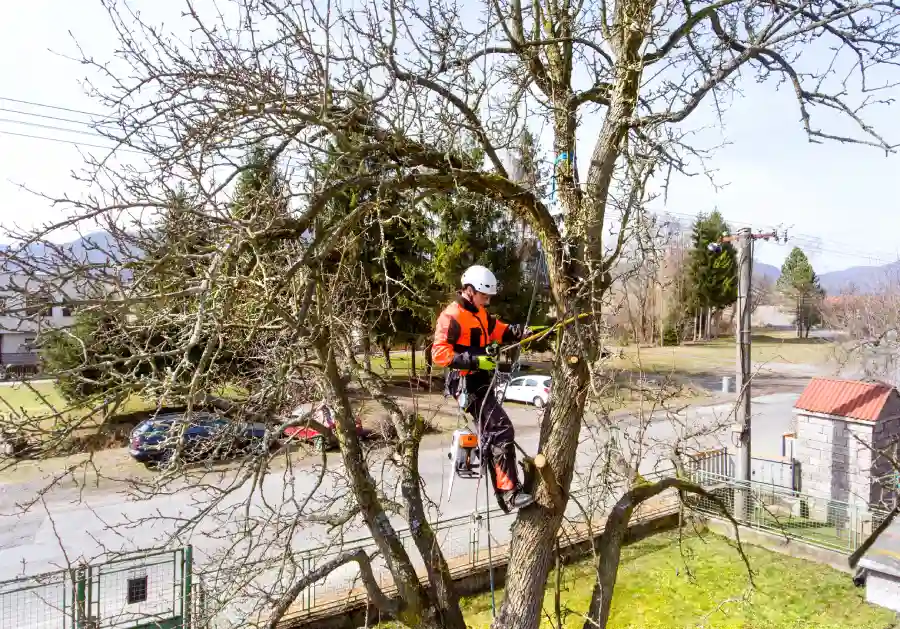 Identifying Tree Hazards Before Emergencies Happen St Paul, MN