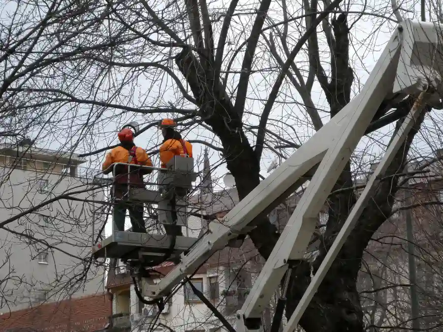 Identifying Tree Hazards Before Emergencies Happen in St Paul, MN