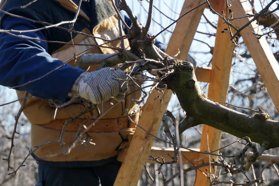 Local Tree Pruning St Paul, MN