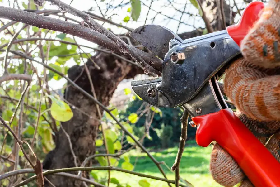 Premium Tree Pruning St Paul, MN