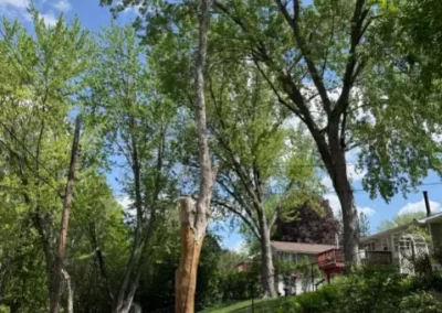 Professional Tree Service