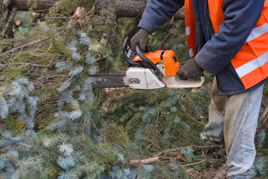 Reliable Tree Removal Services St Paul, MN Reliable Tree Removal Services St Paul, MN