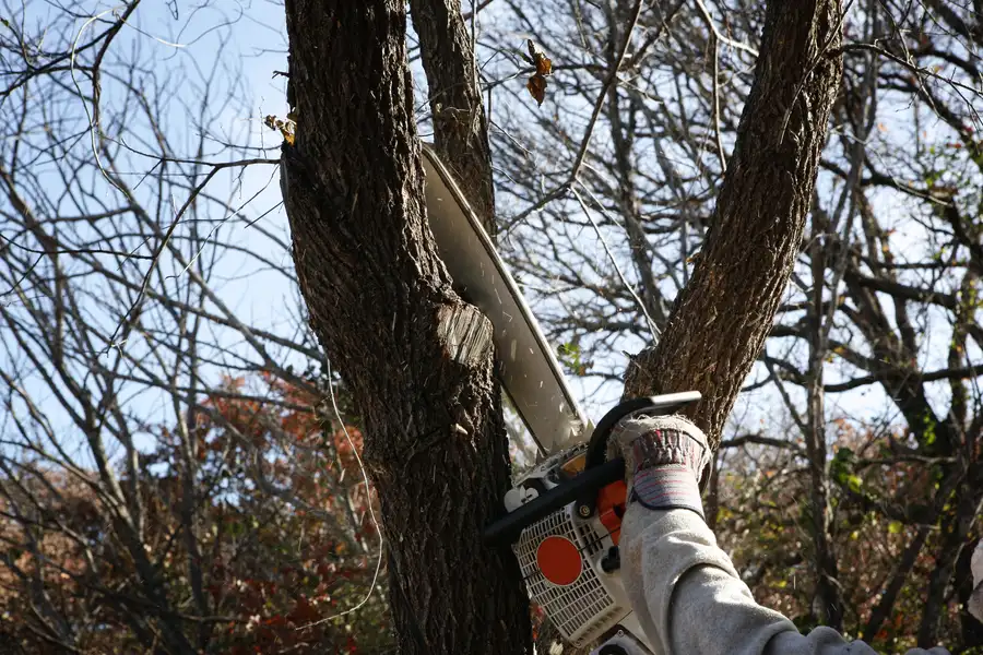 Signs That Indicate You Need Professional Tree Removal St Paul, MN