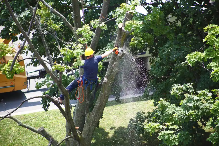 Signs That Indicate You Need Professional Tree Removal in St Paul, MN