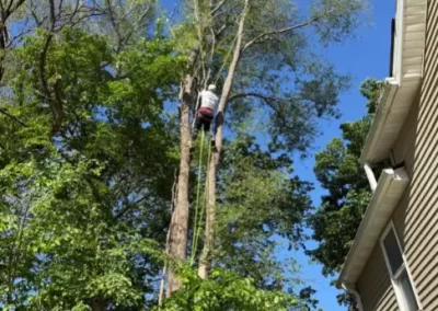 Superb Tree Service