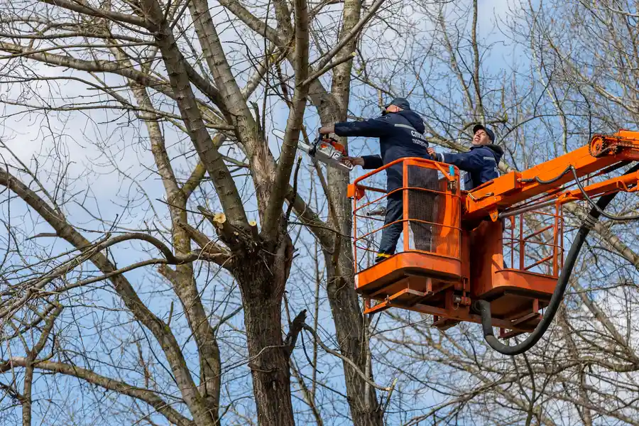 Superior Tree Removal Services St Paul, MN Superior Tree Removal Services St Paul, MN