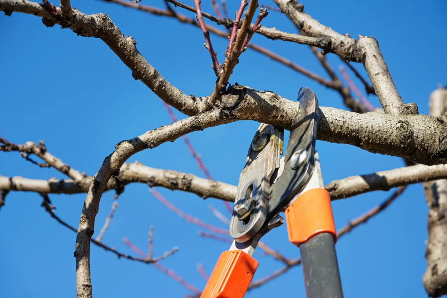 The Role Of Tree Pruning In Preventing Disease And Pests St Paul, MN