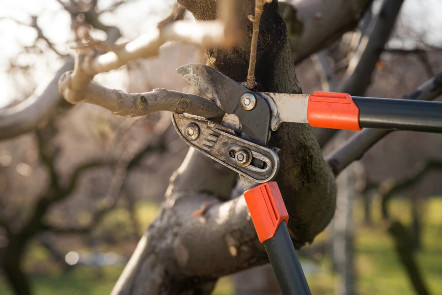 The Role Of Tree Pruning In Preventing Disease And Pests in St Paul, MN