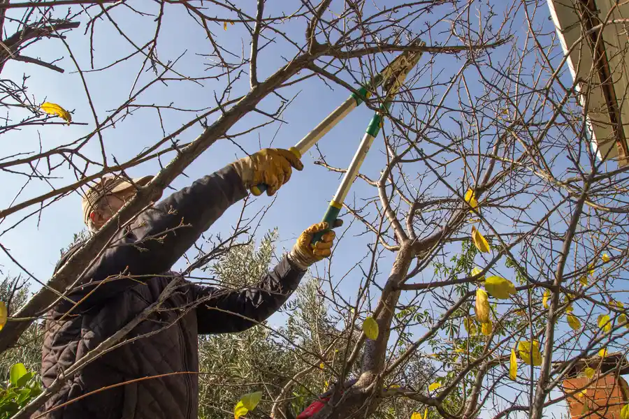 The Role Of Tree Trimming In Disease Prevention St Paul, MN