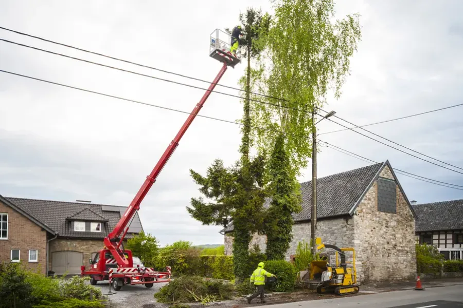 The Role Of Tree Trimming In Disease Prevention in St Paul, MN