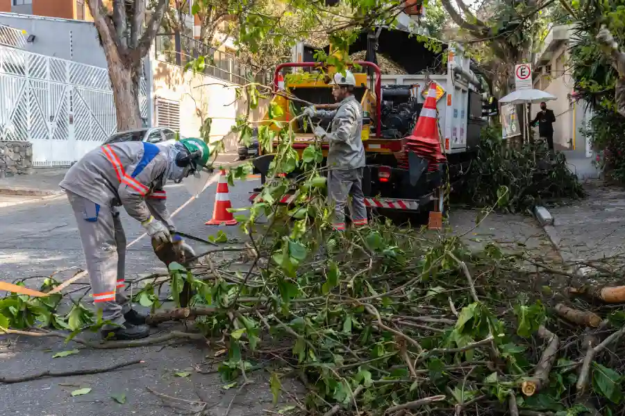 Top-rated Emergency Tree Service St Paul, MN Top-rated Emergency Tree Service St Paul, MN