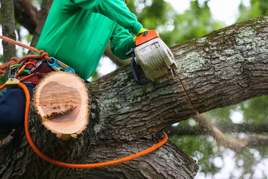 Top-rated Tree Trimming Services St Paul, MN Top-rated Tree Trimming Services St Paul, MN