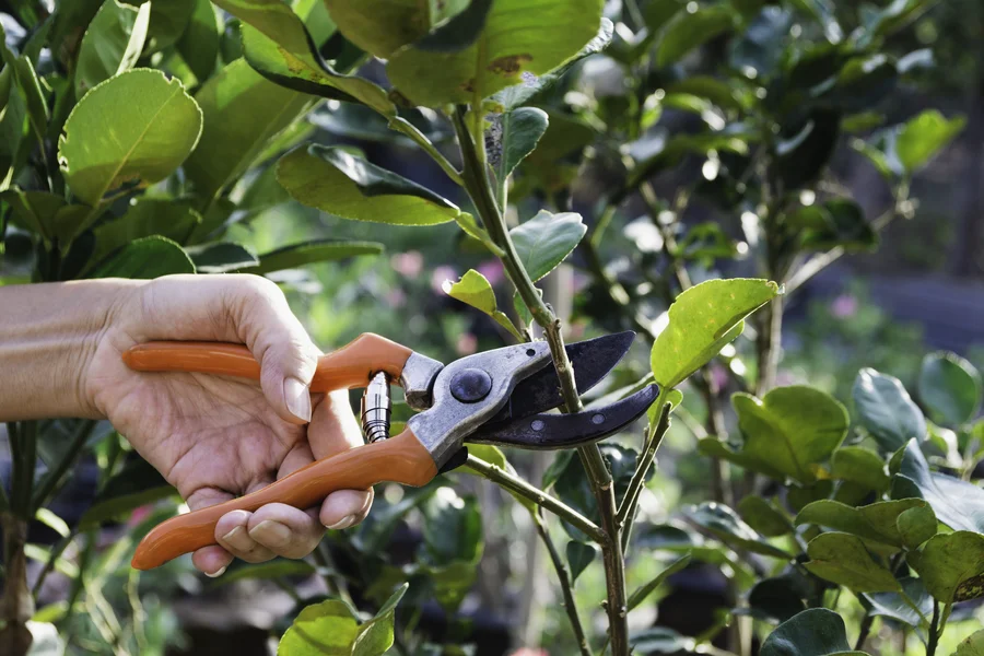 Tree Pruning Vs Tree Removal Understanding The Difference St Paul, MN