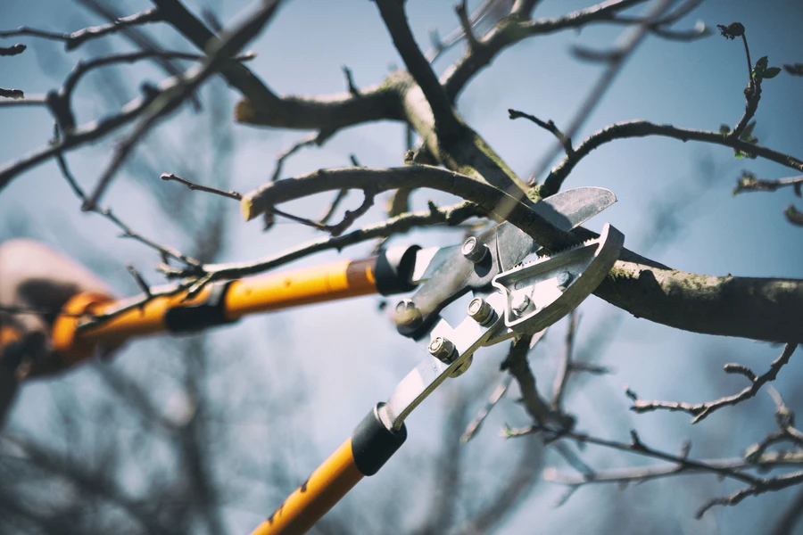 Tree Pruning Vs Tree Removal Understanding The Difference in St Paul, MN