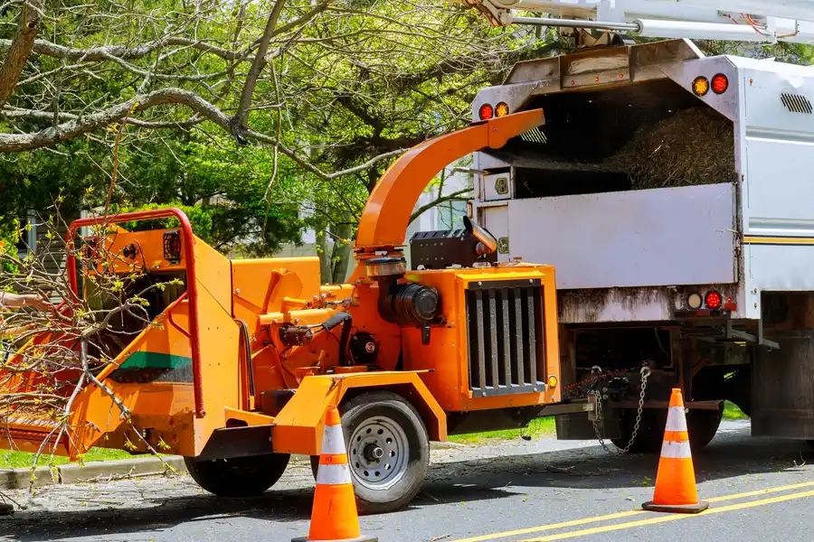 What To Expect During A Tree Removal Service Appointment St Paul, MN