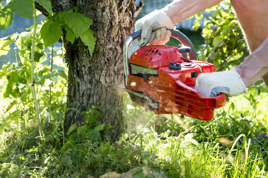 What To Expect During A Tree Removal Service Appointment in St Paul, MN